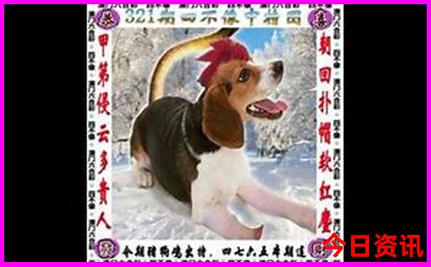 八仙过海两码必中组合双胆